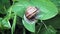 Snail creeps on green leaf