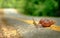 Snail crosses the yellow line on street, Business and finance c