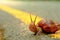 Snail crosses the yellow line on street, Business and finance c