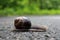 Snail crossing paved road