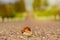 Snail crossing the road