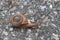 Snail Crossing the Road Slowly