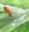 Snail and a drop of on dewy grass, green background of summer rain. Macro
