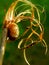 Snail on a dry grass