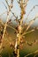 Snail on a dry stem with a soft meadow background macro