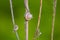 Snail on dry thistle with blurred green background