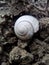 Snail earth shell nature white