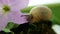 Snail eating beautiful purple orchid in garden. Macro of small garden snail eating whole ping flower bud