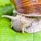 Snail eating green vine leaves