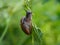 Snail eating roselle leaf.