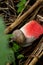 Snail eating watermelon leftovers thrown out to the ground