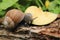 The snail eats an apple. Nutrition of domestic and wild snails