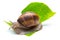 Snail eats a lettuce leaf