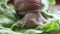 Snail eats vegetables. A garden snail that is eating fresh leaf of lettuce. Close Up of a garden snail that is eating a green sala