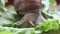 Snail eats vegetables. A garden snail that is eating fresh leaf of lettuce. Close Up of a garden snail that is eating a green sala