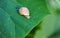 Snail on the edge of a large leaf