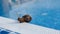 A Snail on the Edge of Swimming Pool. Krasnodar region