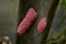 Snail eggs stick on the piece of bamboo