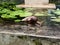 Snail with elongated shell on a stone in a Sri Lankan temple with a green lake