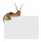 Snail on empty poster