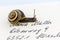 Snail on envelope