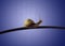 Snail on ethernet cable