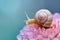 Snail Exploring a Dewy Pink Chrysanthemum