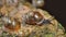 Snail Family - Macro Photography