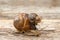 Snail family on the wooden background