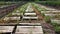 Snail farm. boards on which snails grow on a snail farm close-up.