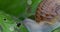 Snail farm. Snail crawling on the leaves of a plant in the garden.