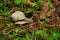 Snail on forest ground