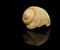 Snail fossil isolated on black background