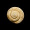 Snail fossil isolated on black background top view.