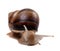 Snail. Front view.