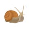 Snail gastropod creature vector Illustration on a white background