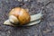 Snail gastropod mollusk with spiral sheath