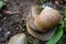 Snail gastropod mollusk with spiral sheath