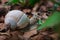 Snail gastropoda feeding up with green grass in undergrowth fore