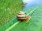 Snail (gastropoda mollusc) on green leaf, nature,