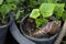 Snail or giant African snail Lissachatina fulica is one of the most dangerous pests in agriculture on natural green background