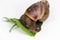 Snail or giant African snail Lissachatina fulica is one of the most dangerous pests in agriculture on white background