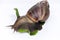 Snail or giant African snail (Lissachatina fulica) is one of the most dangerous pests in agriculture on white background