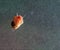 A snail on a glass surface.