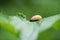 Snail gliding on the green leaf texture