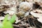 Snail gliding on the wet stone texture. Large white mollusk snails with light brown striped shell, crawling on old rock. Helix