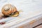 Snail gliding on wood a rainy day. Very short depth of focus. Latin name: Arianta arbustorum