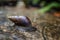 Snail going into the tree wet ground rain