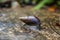 Snail going into the tree wet ground rain