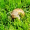 Snail in the grass.
